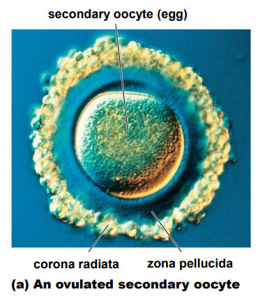 <ul><li><p>Corona radiata - form barrier between sperm and egg</p></li><li><p>Zona pellucida - “clear area”, lies between the CR &amp; egg</p></li></ul>