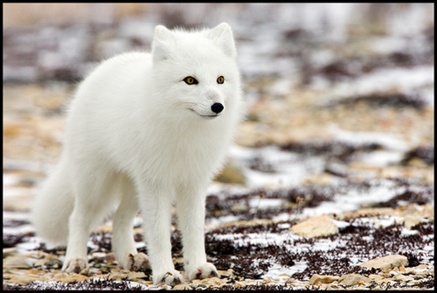 <p>Has a long and bushy tail for warmth, their feet are lined with fur to conserve heat.</p>