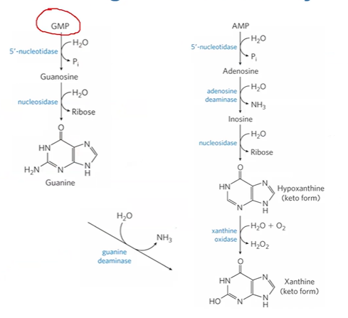 <p>AMP + <strong>5’Ntdase</strong> &gt; adenosine + Pi</p><p>adenosine + <strong>adenosine deaminase</strong> &gt; inosine + NH3</p><p>inosine + <strong>nucleosidase </strong>&gt; hypoxanthine + ribose</p><p>hypoxanthine + <strong>xanthine oxidase</strong> &gt; xanthine + H2O2</p>