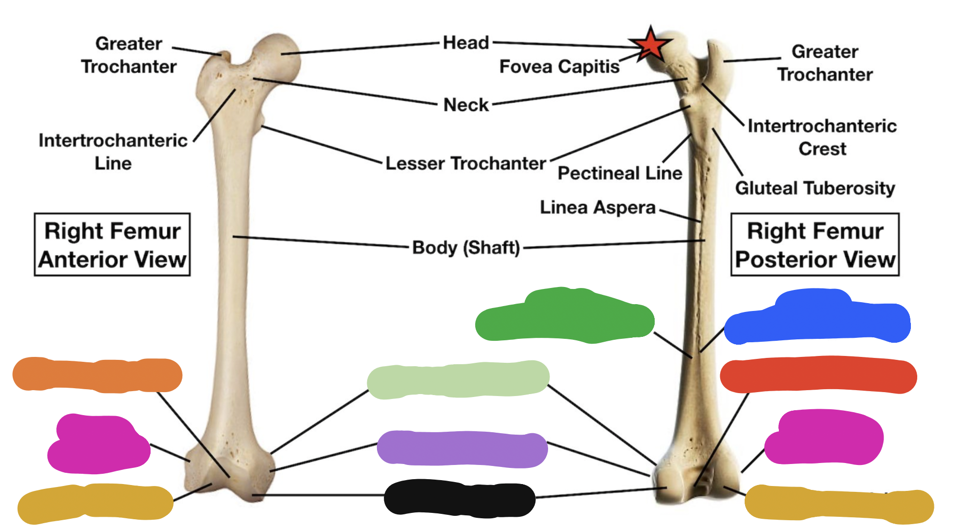 <p>distal end of femur: green</p>