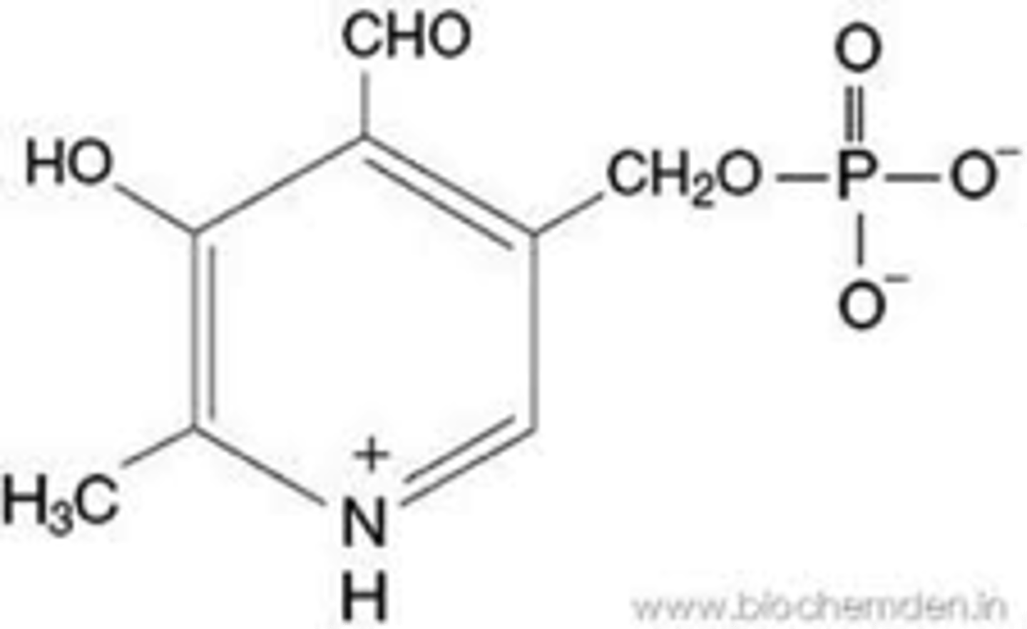 <p>Prosthetic Group</p><p>Transfer of Groups to and from amino acids</p><p>Source is Vitamin B6 / Pyridoxine</p>