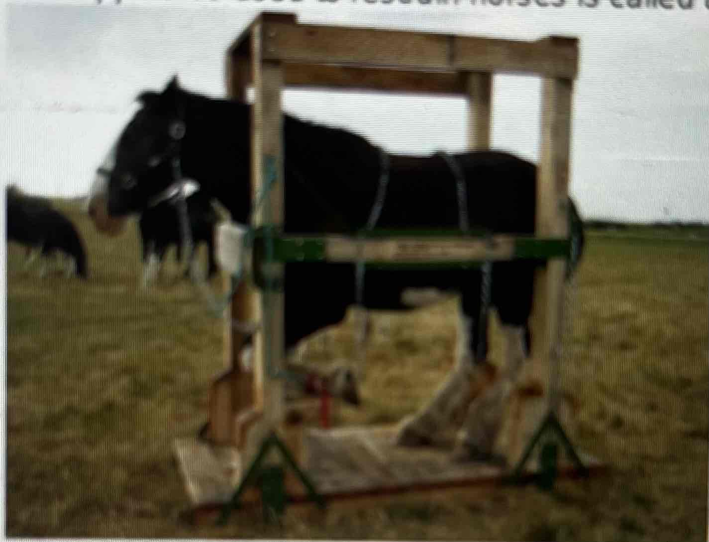 <p>this apparatus used to restrain horses is called a </p>