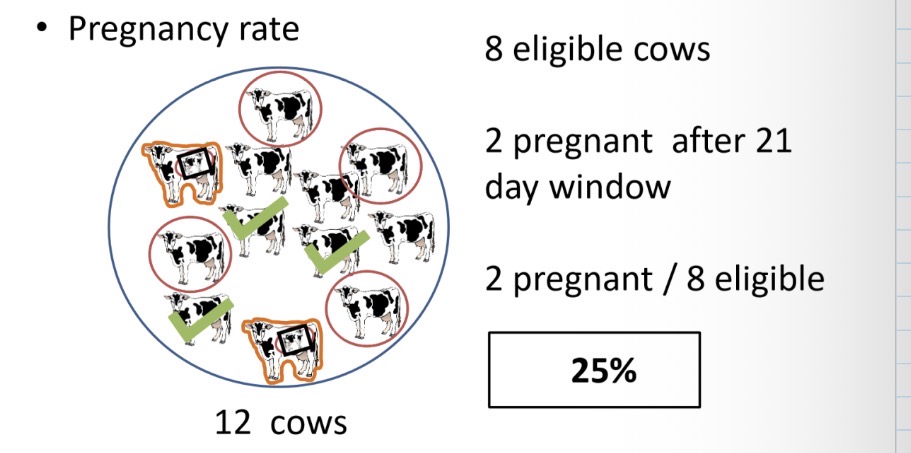 <p>25% you melon </p>