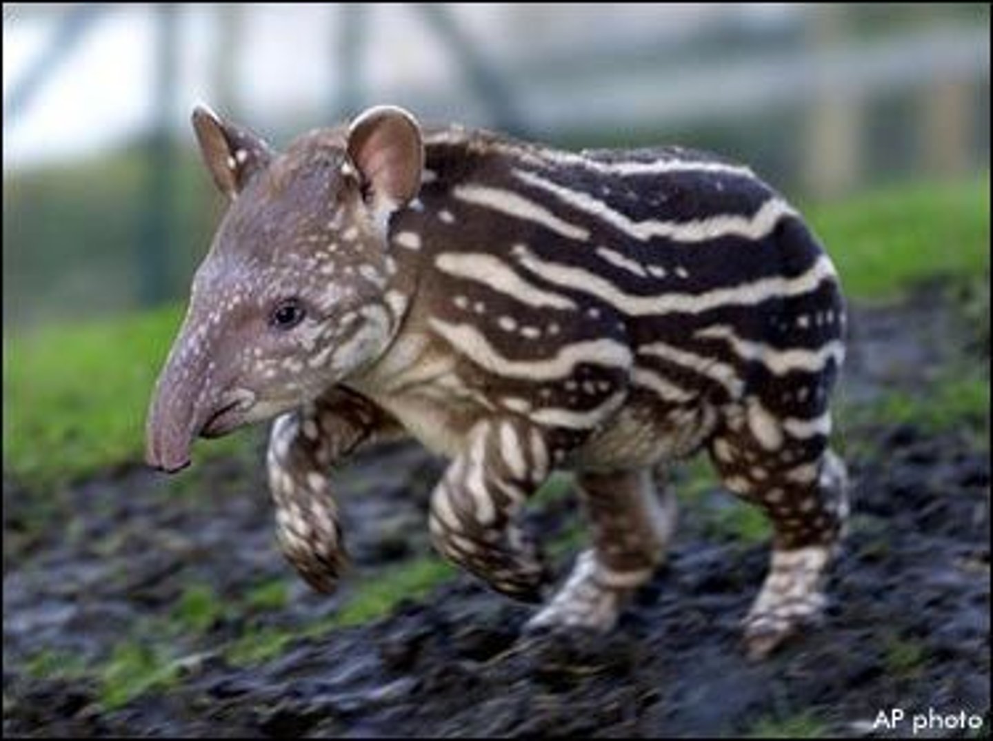<p>tapirs</p>