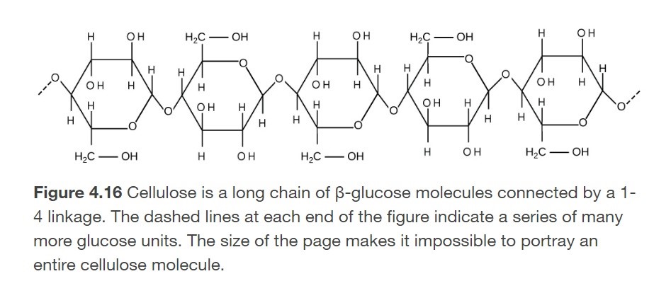 <p>What is cellulose?</p>