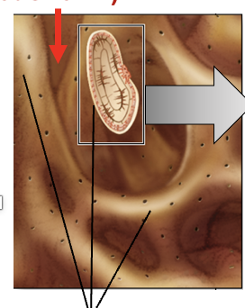 <p>In the spongey bone this forms an open lattice of narrow rods and plates of bones called ___</p>