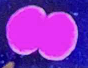 <p>Identify the <strong>coffee-bean </strong>shaped bacteria.</p>