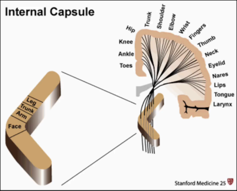 <p>posterior limb</p>