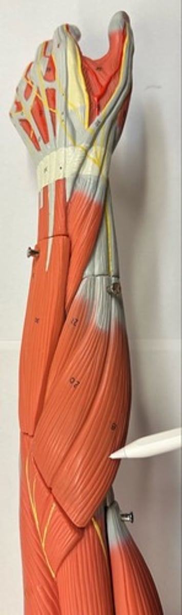 <p>What are the (2) attachments of the Brachioradialis?</p>