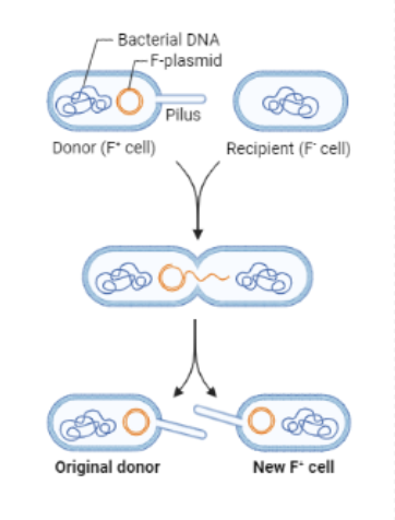 <p>When genetic information is transferred by direct cell to cell contact</p>