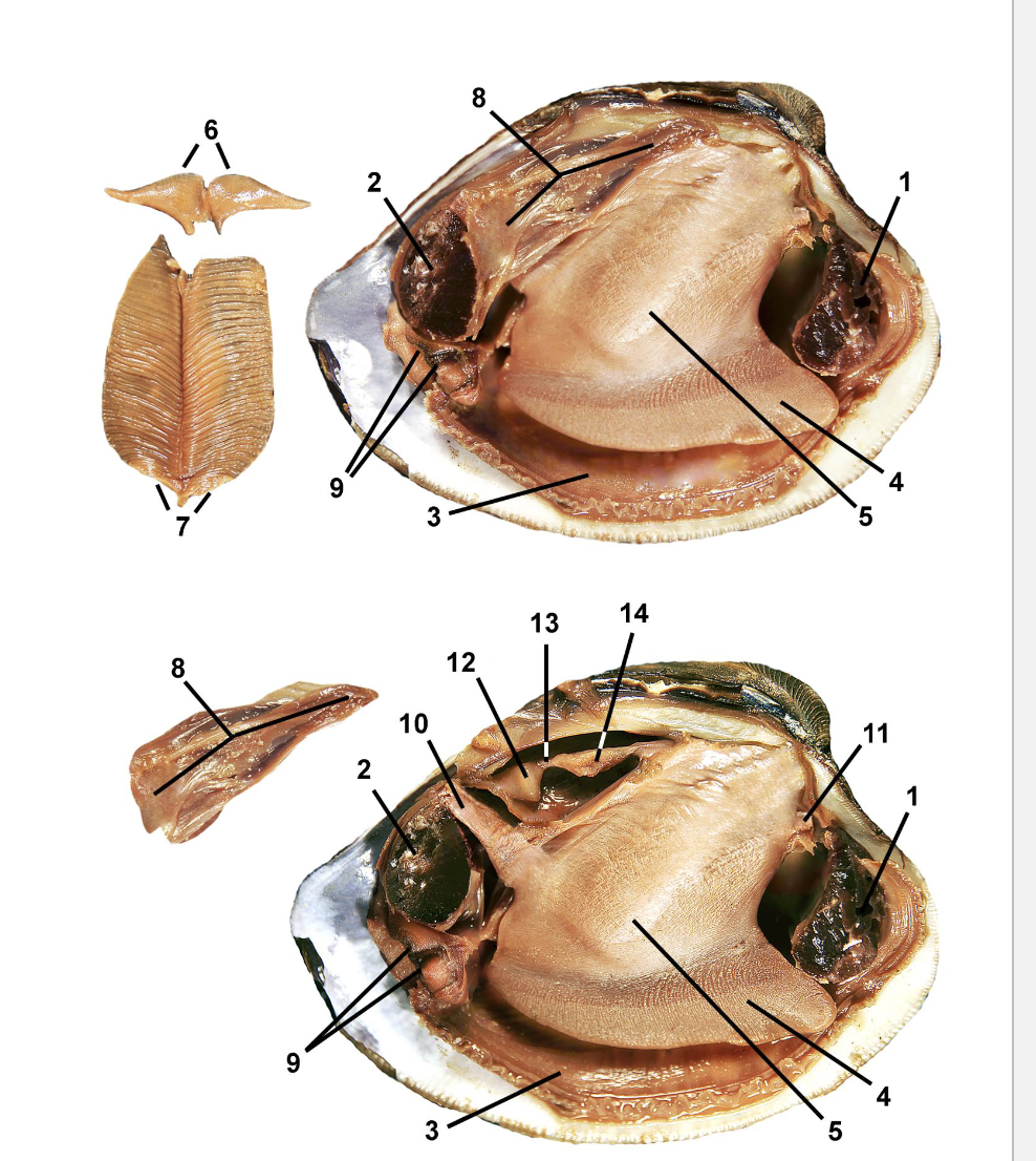 <p>Identify the labeled parts of this Venerida clam dissection.</p>