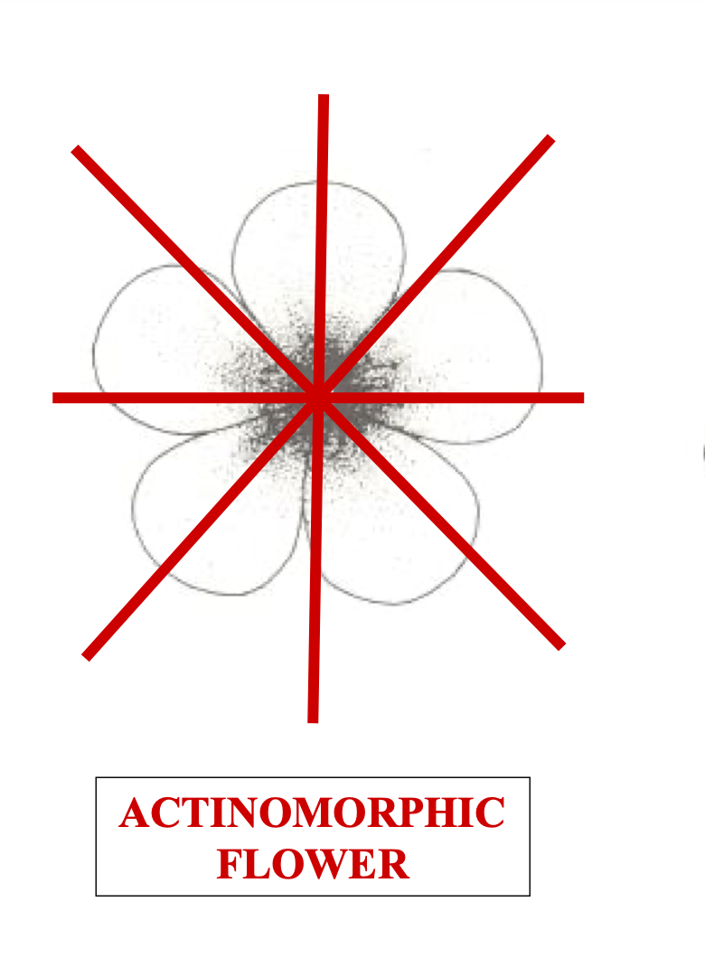 <p>actinomorphic means … symmetry</p>