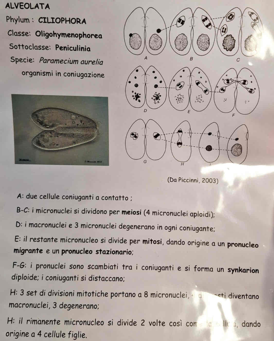 <p><em>Paramecium aurelia</em></p>