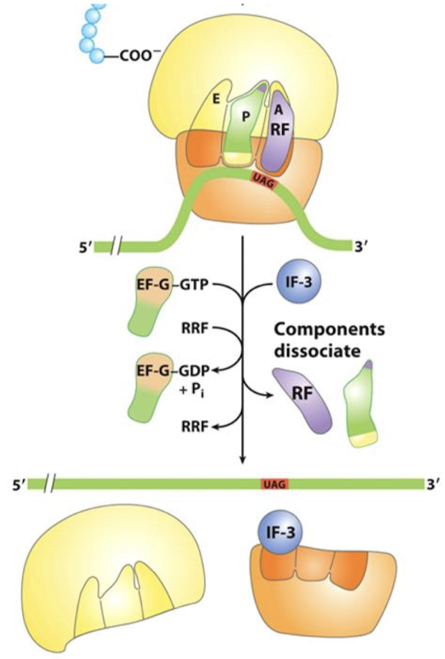 <p>EF-G and ribosome release factor (RRF) which is facilitated by GTP hydrolysis of EF-G-GTP. IF-3 binds the E-site of small subunit which causes components to dissociate.</p>