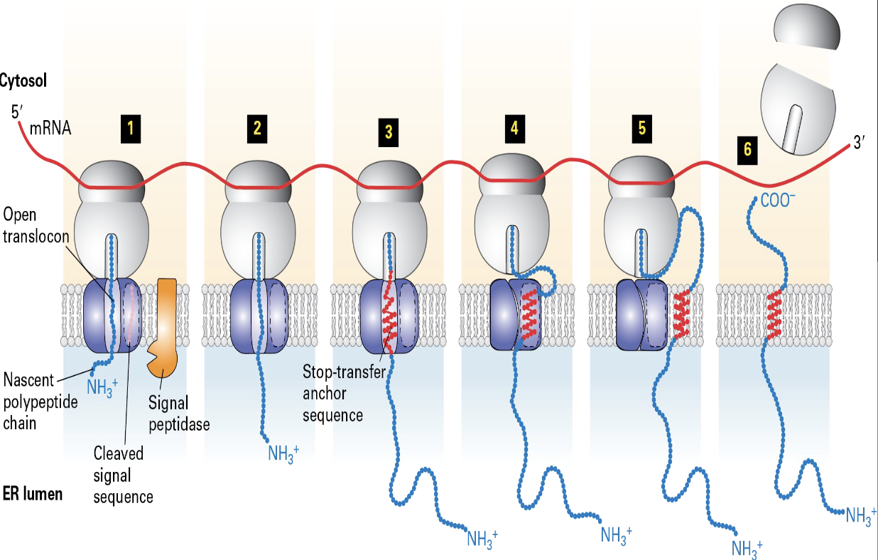 <ul><li><p><span>SRP + SRP receptor</span></p></li><li><p><span>signal sequences/peptidase</span></p></li><li><p><span>stop and transfer anchor </span></p><ul><li><p><span>sequence - hydrophilic amino acids </span></p></li></ul></li></ul><p></p>
