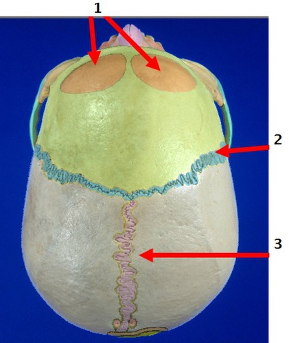 <p>2 eminences marking original centers of ossification</p>