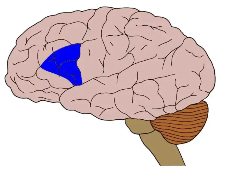 <p>Broca’s area</p>