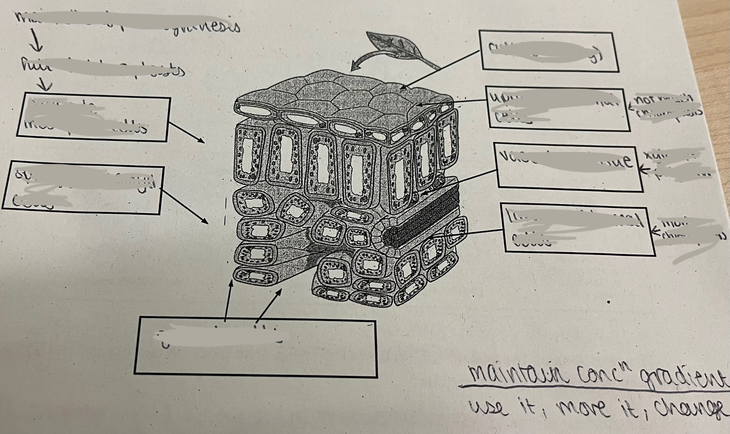 <p>What is the structure of a leaf?</p>