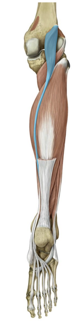 <p>Superficial posterior leg — Plantaris</p>