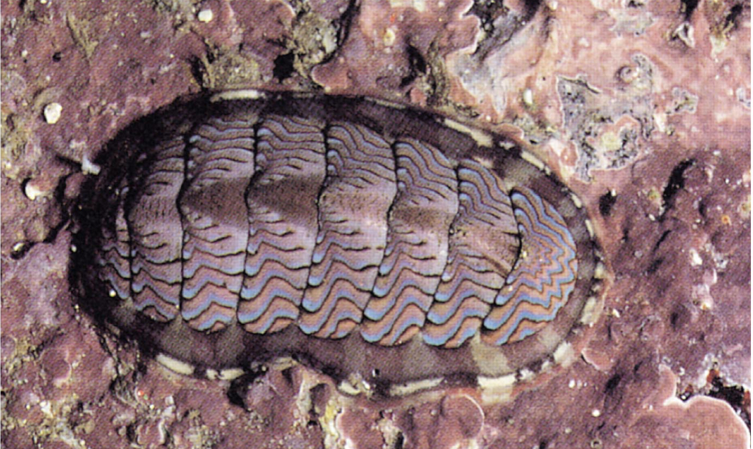 <p>Polyplacophora</p>