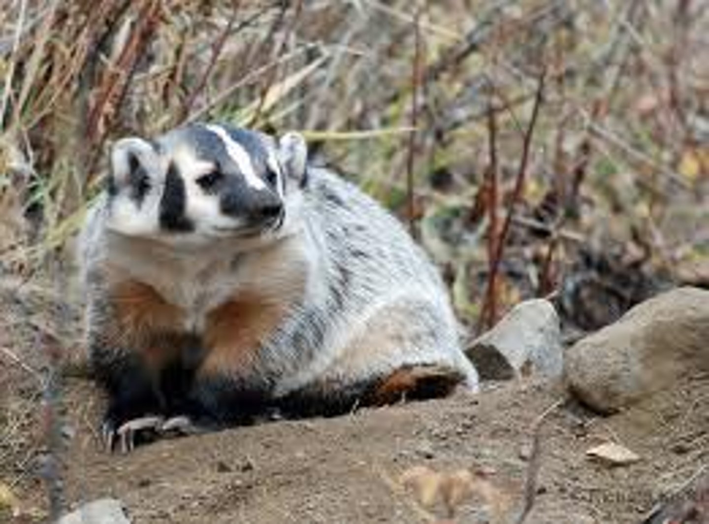 <p>American badger</p>