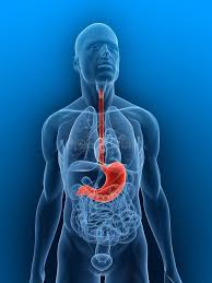 <p>stomach</p>