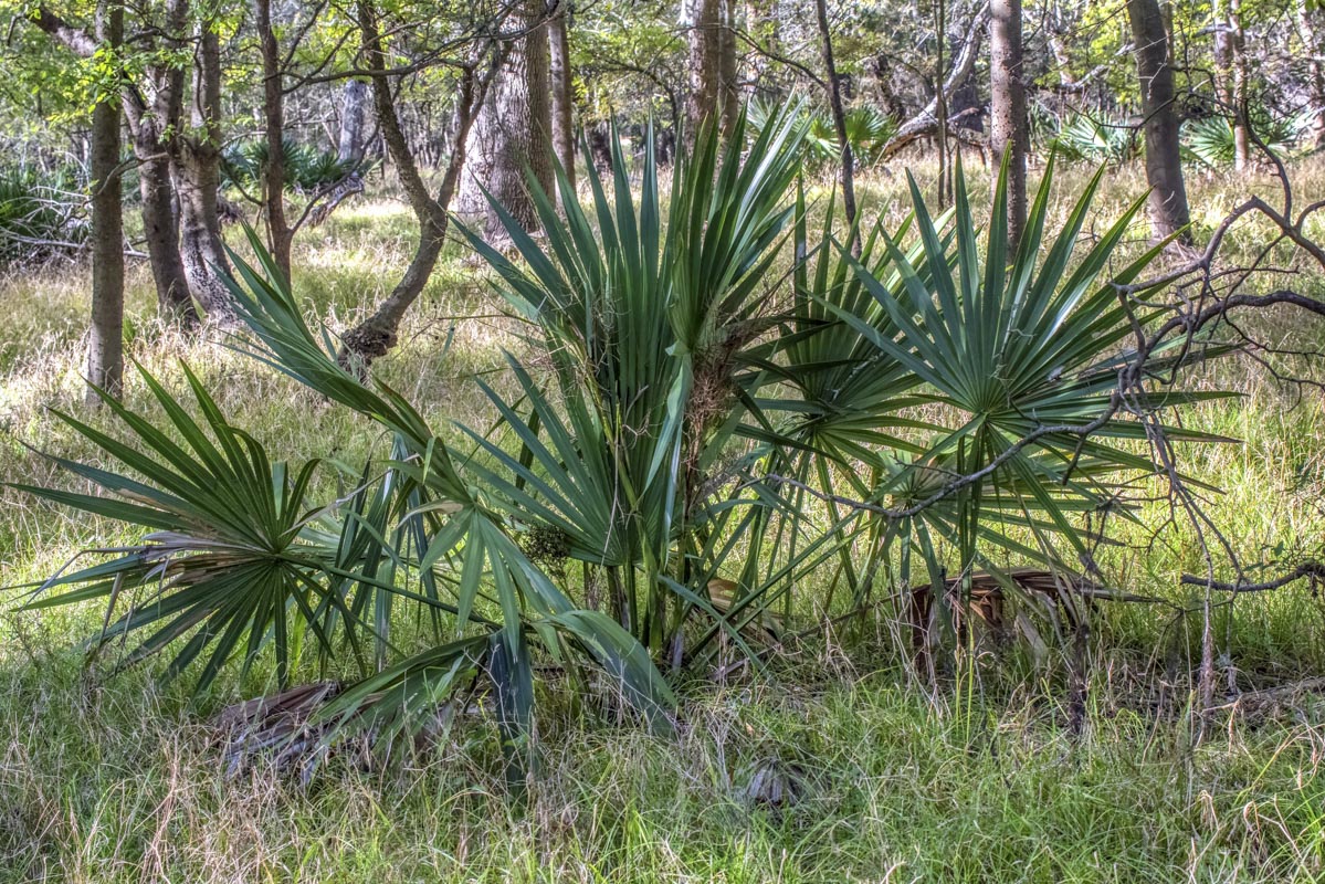 <p>Dwarf Palmetto</p>