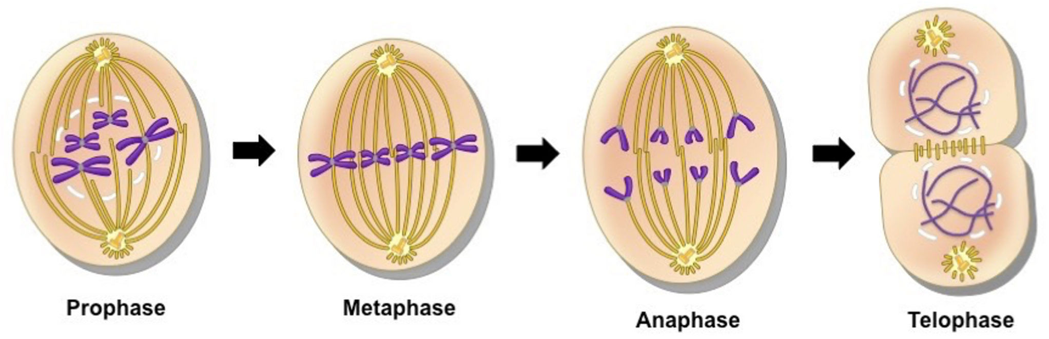 <p><span>4 main phases:</span></p><p><span>1.Prophase</span></p><p><span>2.Metaphase</span></p><p><span>3.Anaphase</span></p><p><span>4.Telophase</span></p>