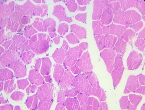 <p>Identify this tissue</p>