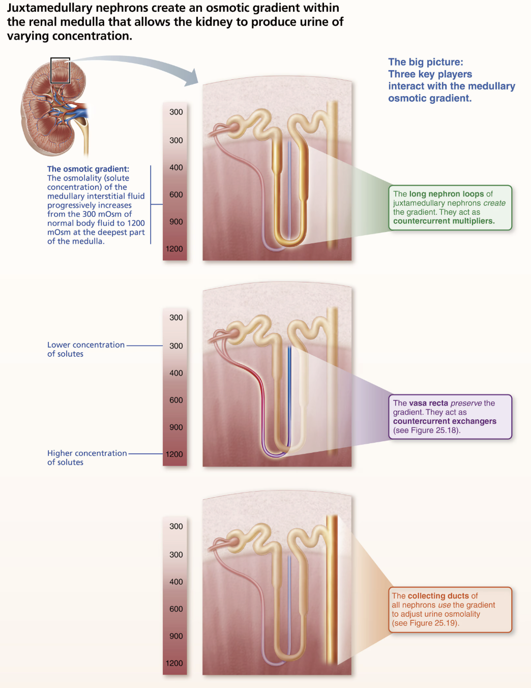 <p>Countercurrent exchanger utilizes <span style="color: purple;"><strong><mark data-color="purple" style="background-color: purple; color: inherit;">vasa recta</mark></strong></span> → <span style="color: red;"><strong>preserve the gradeint </strong></span></p>