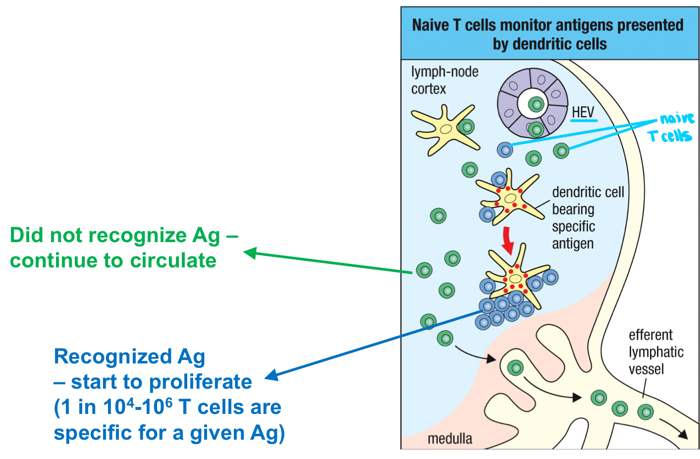 <p>The trapping of antigens in the draining lymph node increases or decreases their chance to meet the small population of T cells specific for a particular antigen? </p>