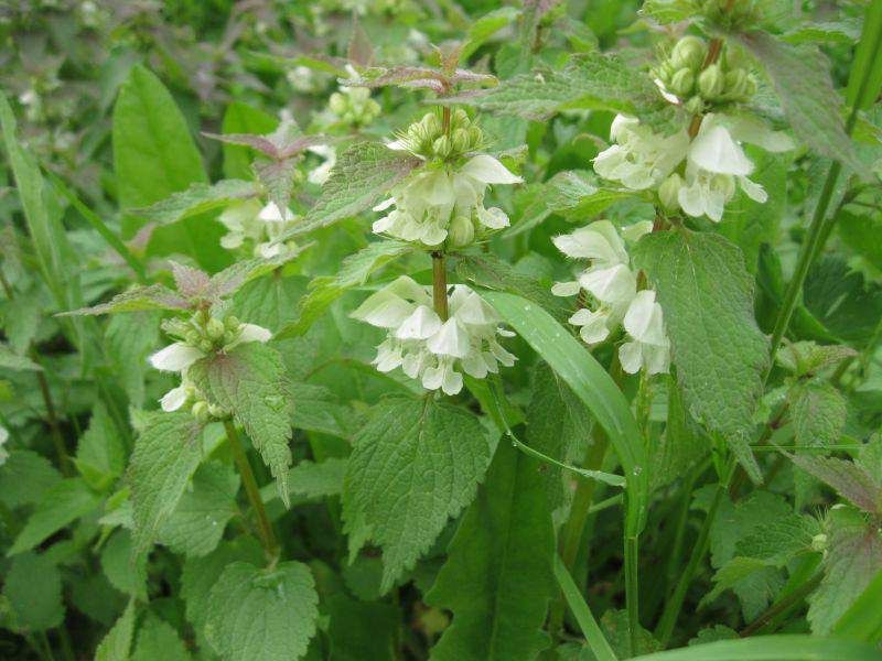 <p>Lamium album - <strong>Lamiaceae</strong></p>