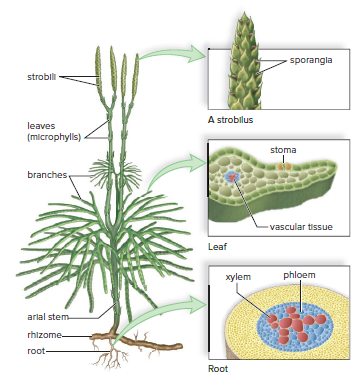 Lycopodium, a type of club moss.