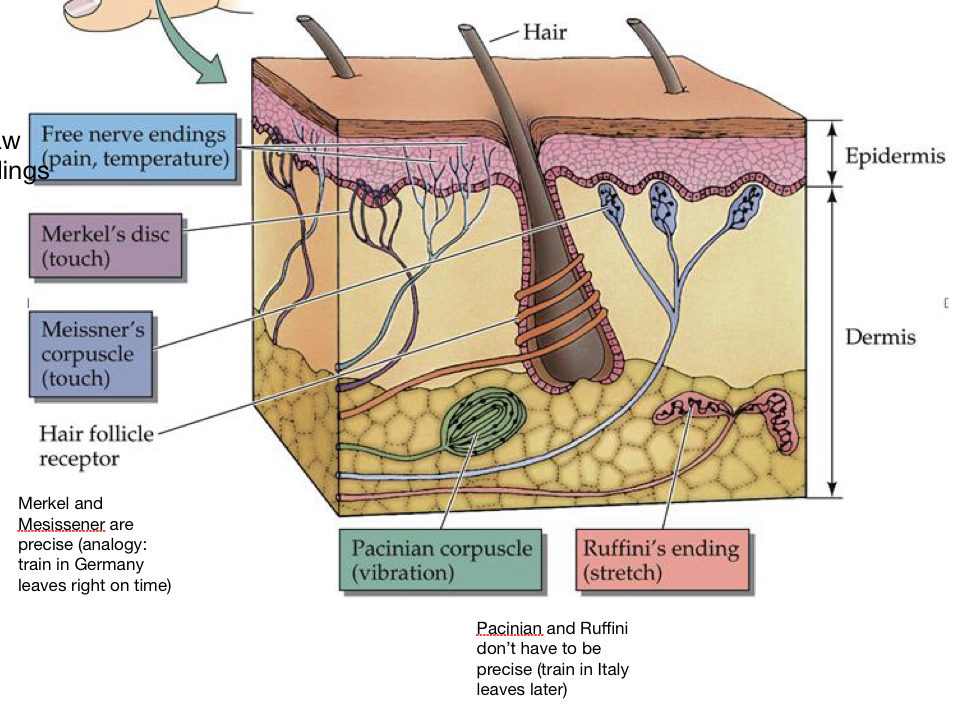 Free nerve endings: naked nerves (pain, temperature), merkel’s disc: precise because trains in Germany leave right on time (touch), meissner’s corpuscle: precise because trains in Germany leave right on time (touch), pacinian corpuscle: not precise because trains in Italy leave later (vibration), ruffini’s ending: not precise because trains in Italy leave later (stretch)