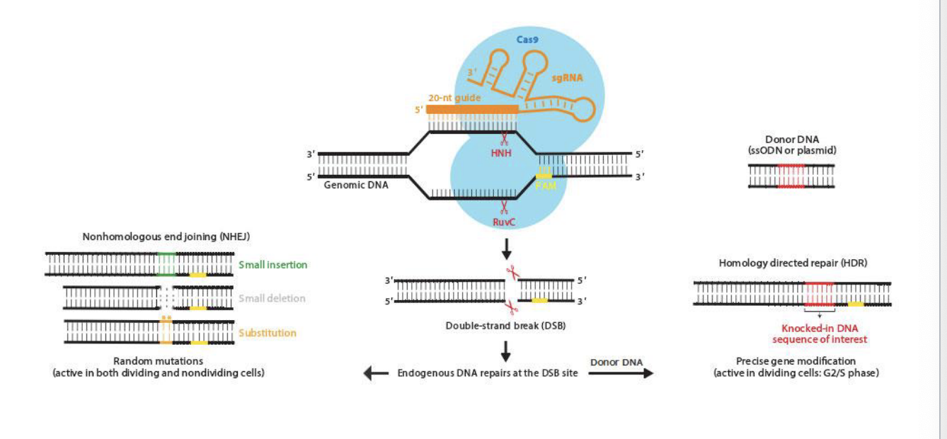 <ul><li><p>cas9 enzyme uses sgRNA with a 20-nt guide to find and bind the matching sequence in the genomic DNA → once bound, cas9 cuts both strands at that location using:</p><ul><li><p>HNH → cuts one strand</p></li><li><p>RuvC → cuts other strand</p></li><li><p>result = double strnad break</p></li></ul></li><li><p>cell repairs the break in one of 2 ways</p><ul><li><p>nonhomologous end joining (NHEJ)</p><ul><li><p>quick fix, NO template needed</p></li><li><p>cells glue the broken ends together but introduces <strong>random mutations</strong></p><ul><li><p>small insertion</p></li><li><p>small deletion</p></li><li><p>substitution</p></li></ul></li><li><p>can disrupt the function of a gene</p></li></ul></li><li><p>homology directed repair (HDR)</p><ul><li><p>precise fix, requires a template</p></li><li><p>scientists provide a piece of donor DNA containing the desired sequence</p></li><li><p>cell copies this donor DNA into the broken site</p></li><li><p>precise gene editing or gene knock in</p></li></ul></li></ul></li></ul><p></p>