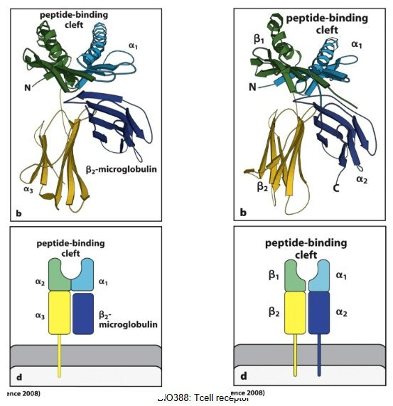 <p>How does chain architecture differ between MHC classes?</p>