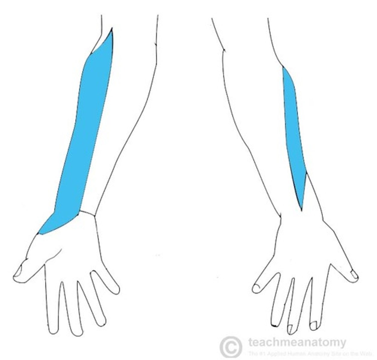 <p>lateral cutaneous nerve of forearm: supplies the skin on lateral side of forearm</p>