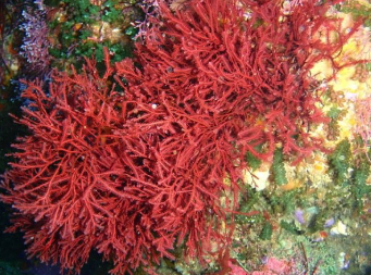 <p><span><strong>RHODOPHYTA photosynthetic pigments</strong></span></p>