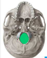 <p>what is the name of the skull part that is highlighted in green</p>