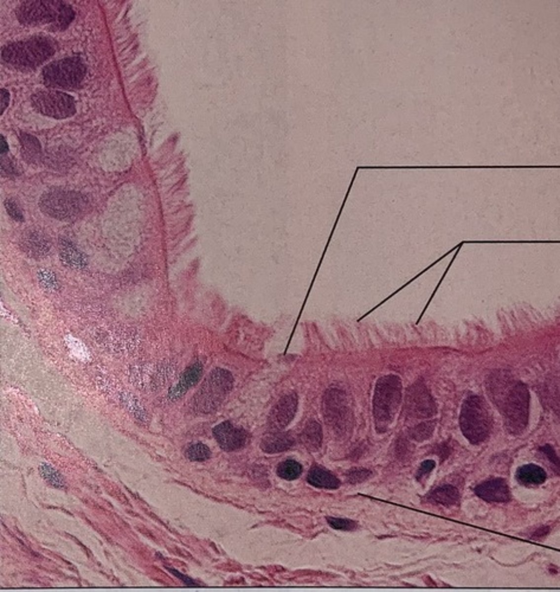 <p>Where would you find this tissue</p>