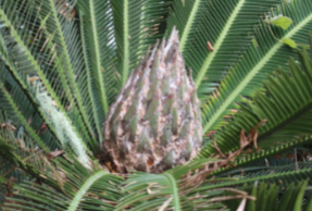 <ul><li><p>slow growing gymnosperms</p></li><li><p>resembles palm trees</p></li><li><p>dioecious</p></li><li><p>flagellated sperm</p></li></ul><p></p>