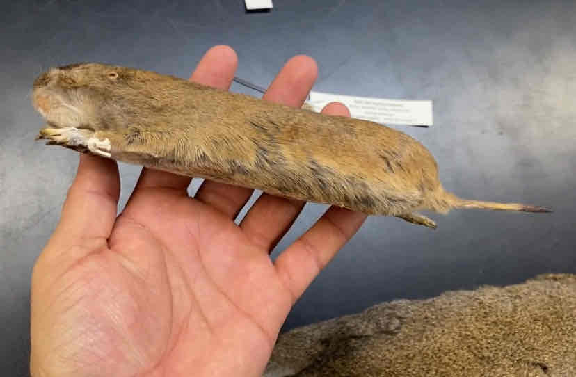 <ul><li><p>Order- Rodentia</p></li><li><p>fam- Geomyidae</p></li></ul><p>generally samll with a polygamous mating system. breeding is restricted to nearest neighbors. fossorial bodies are strikingly modified for digging and living in burrows. the skulls of pocket gophers also reflect their fossorial habits. they are massively built, flattened in profile, and angular in overall appearance. they have massive incissors. the premolars are large and 8 shaped. all teeth are ever growing.</p>