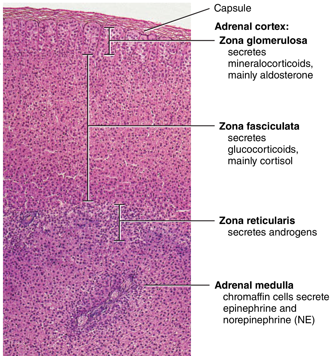 <p>zona reticularis cells</p><p>Assist in the early growth of axillary and pubic hair in both sexes</p><p>A testosterone derivative in females contributes to libido and is a source of estrogen after menopause </p>