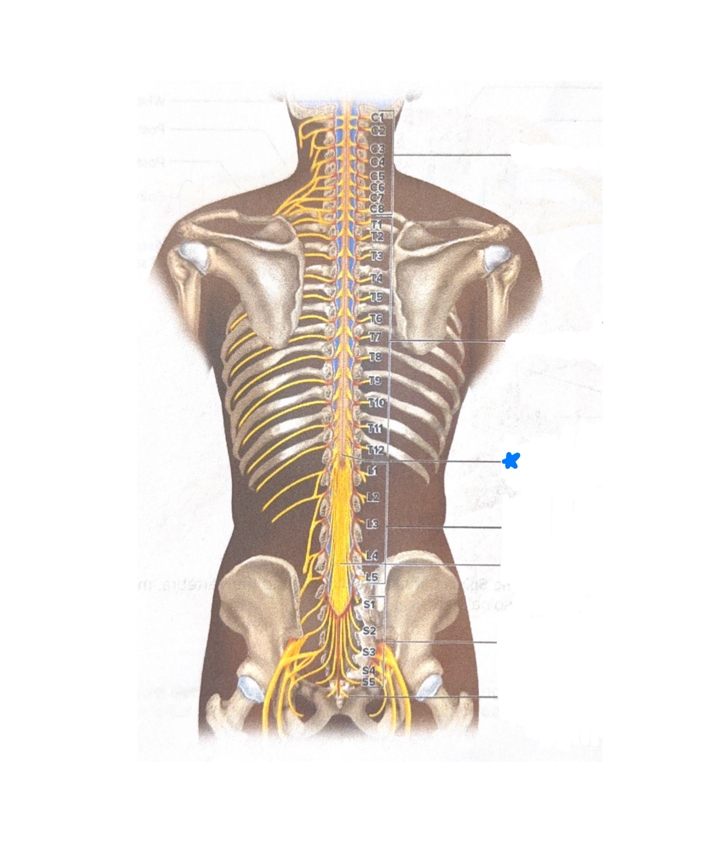 <p>Label what is starred in blue</p>