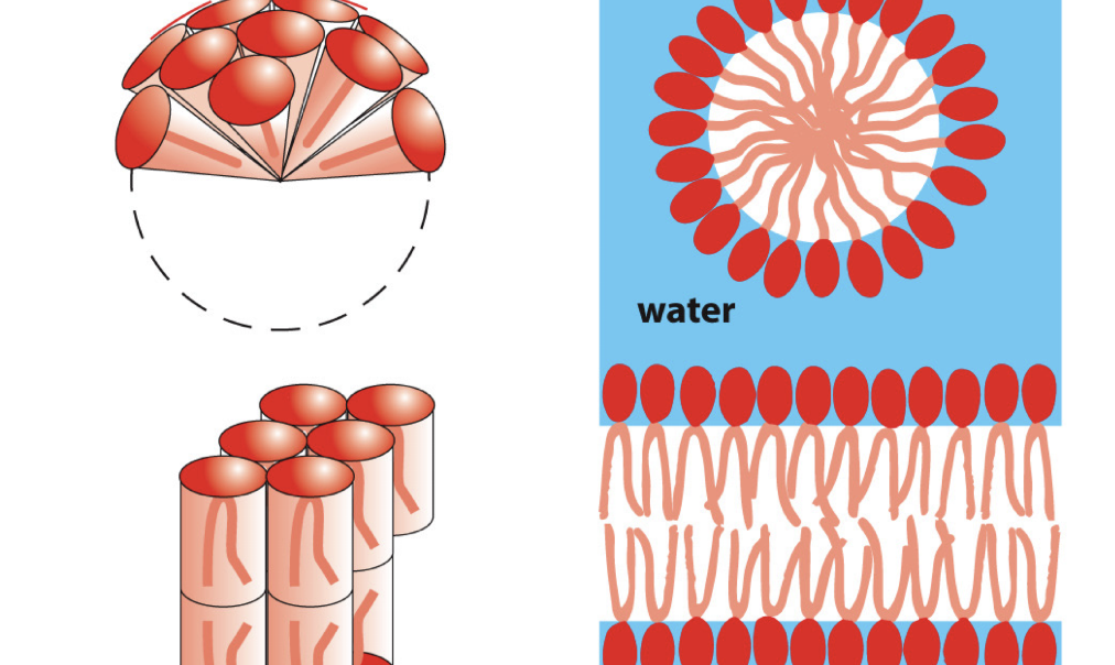 <p>geometry matters</p><p><strong>micelle</strong>: cone shape of molecule, packs into single layer</p><p>lipid bilayer: cylindrical, packs into bilayer</p>