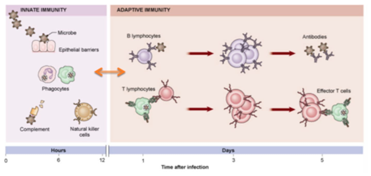 <p>-quick to respond, but not specific to individual pathogens nor does it form memory cells</p>