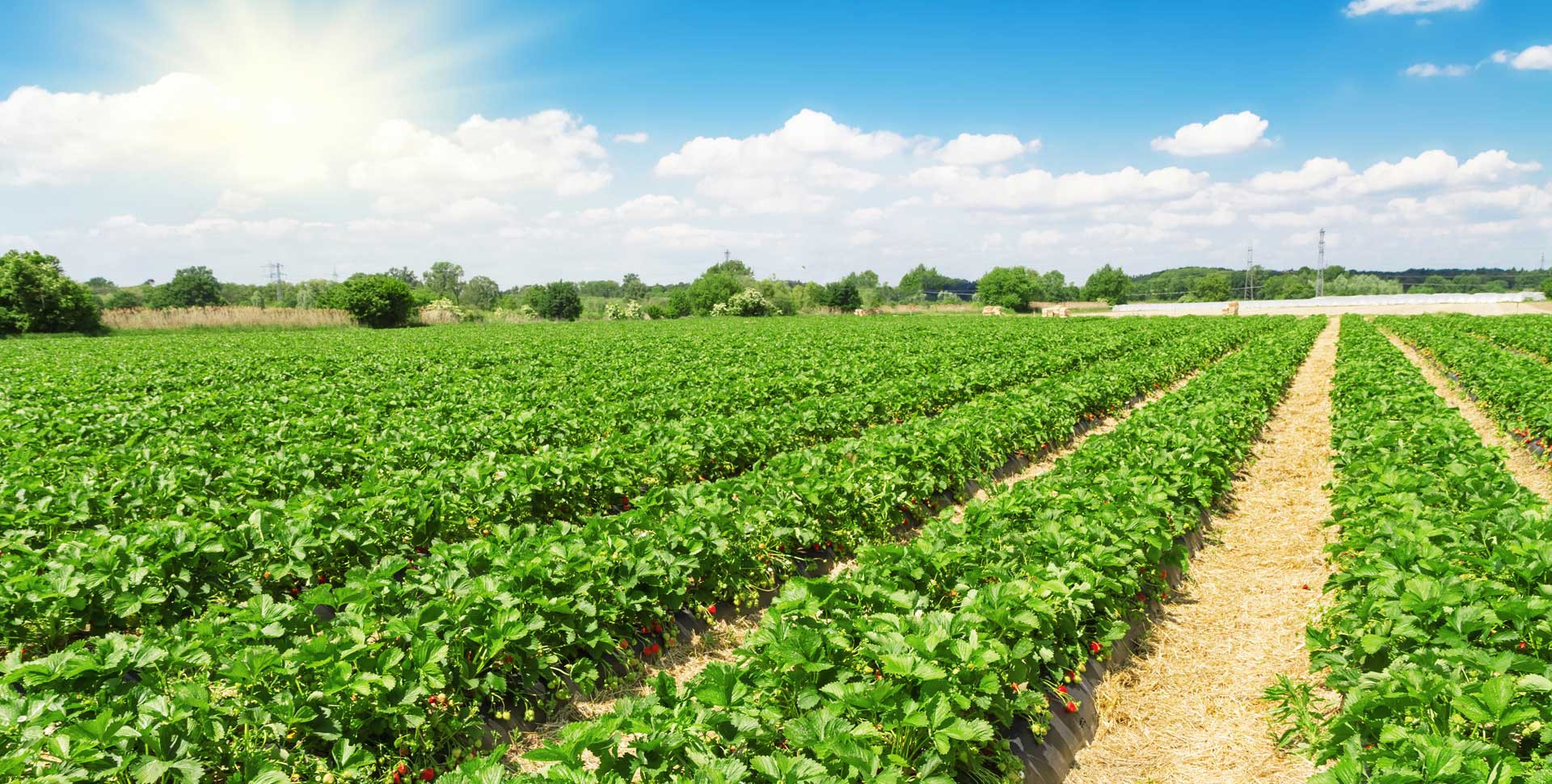 <p>Plantation (noun)</p>