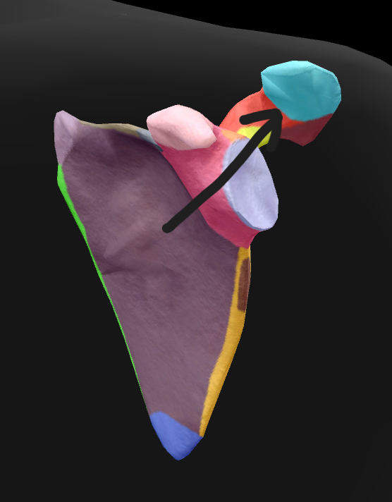 term image