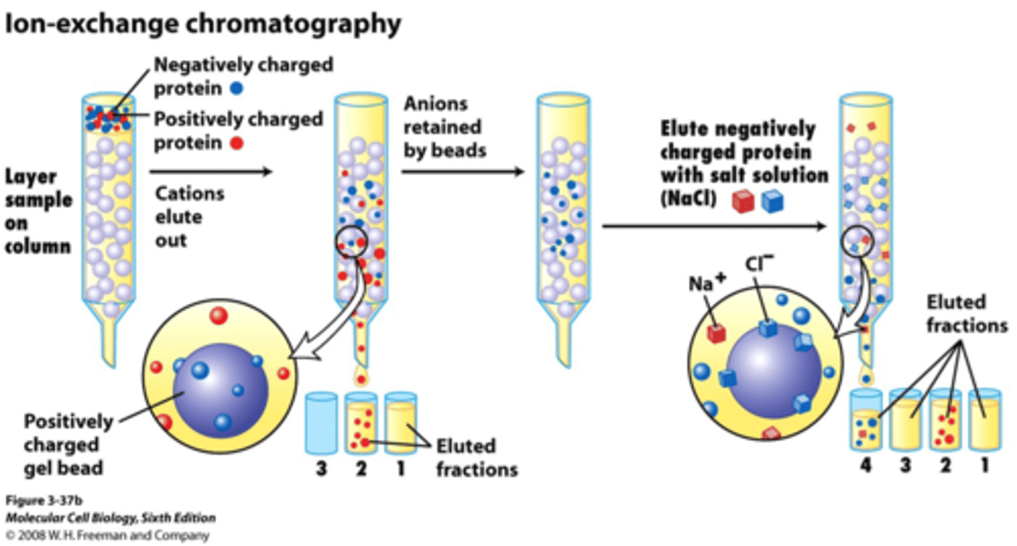 <p>separates proteins on the basis of charge</p><p>• A column is filled with charged beads, and the sample is applied to the top of the column.</p><p>• When a protein solution is passed over the beads, proteins with the same charge as that on the column will exit the column quickly.</p><p>• Proteins with the opposite charge will bind to the beads</p><p>– are ultimately released by increasing the salt concentration of the buffer that is passed through the column</p>