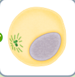 <p>what phase is this?</p>